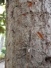Neoptychodes trilineatus
