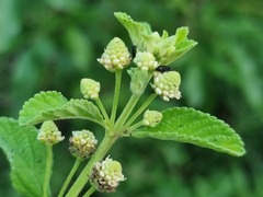 Lippia javanica