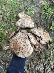 Agaricus bohusii