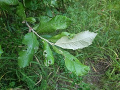 Brachylaena rotundata