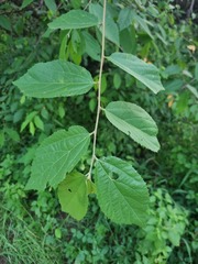 Grewia flavescens