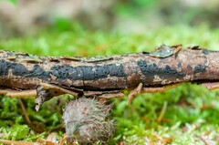 Dialonectria episphaeria