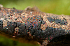 Dialonectria episphaeria