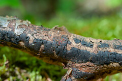 Dialonectria episphaeria