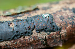 Dialonectria episphaeria