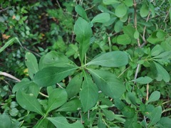 Pavetta gardeniifolia