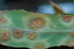 Puccinia opizii