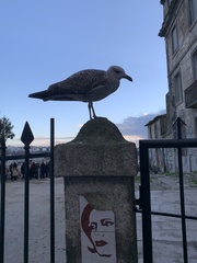 Larus