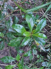 Heteropyxis natalensis