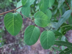 Helinus integrifolius