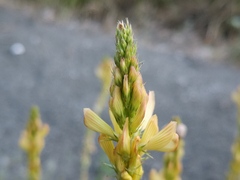 Onobrychis saxatilis