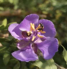 Ceratina