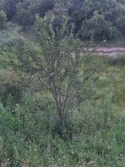 Vachellia karroo