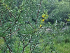 Vachellia karroo