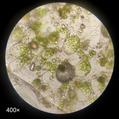 Oedogoniales