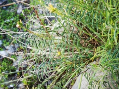 Onobrychis saxatilis