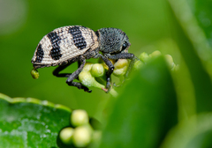 Aegorhinus phaleratus