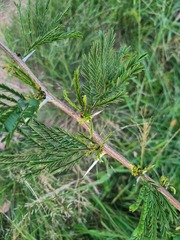 Dichrostachys cinerea