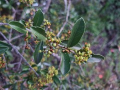Elaeodendron transvaalense