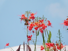 Amazilis amazilia