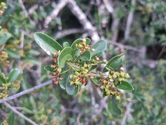 Elaeodendron transvaalense