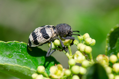 Aegorhinus phaleratus