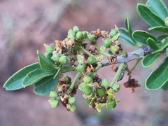 Elaeodendron transvaalense