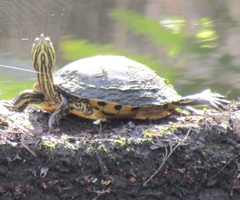Trachemys scripta scripta