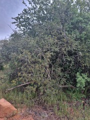 Elaeodendron transvaalense