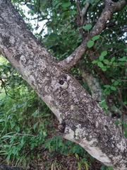 Elaeodendron transvaalense