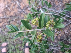 Elaeodendron transvaalense