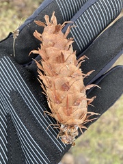 Pseudotsuga menziesii