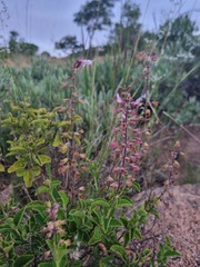 Syncolostemon petiolatus