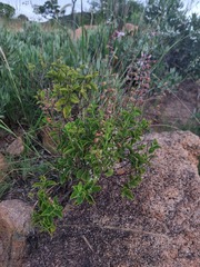 Syncolostemon petiolatus