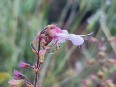 Syncolostemon petiolatus