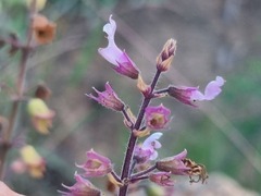 Syncolostemon petiolatus