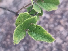 Syncolostemon petiolatus