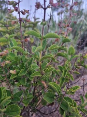 Syncolostemon petiolatus