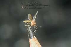 Culex pipiens
