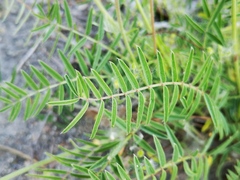 Onobrychis saxatilis