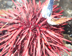 Mesocentrotus franciscanus