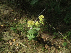 Hylotelephium maximum maximum