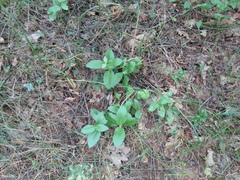 Hylotelephium maximum maximum