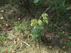 Hylotelephium maximum maximum