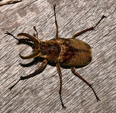 Sphaenognathus giganteus