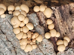 Apioperdon pyriforme image
