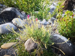 Onobrychis saxatilis