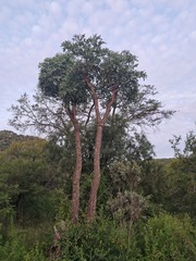 Cussonia transvaalensis