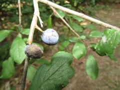 Prunus spinosa spinosa