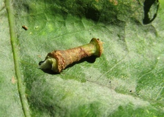 Prunus spinosa spinosa